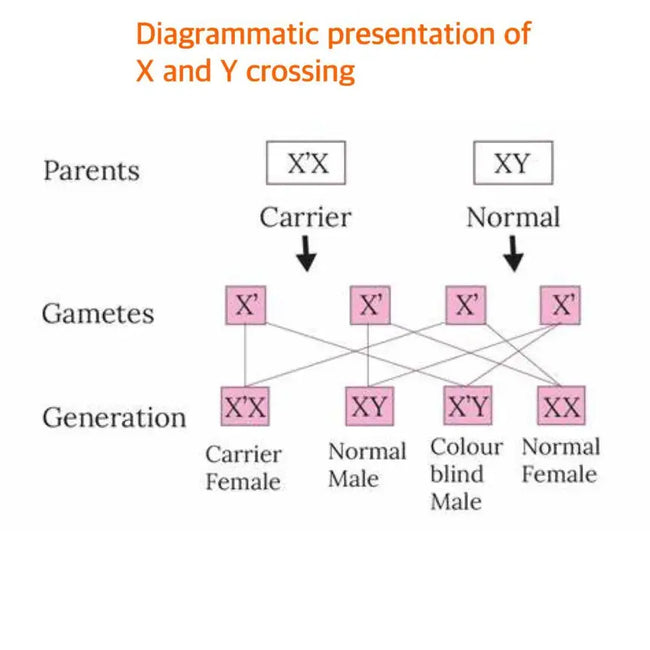 Diagrammatic presentation of X and Y crossing| SpecSMART Eye Clinic Ikoyi