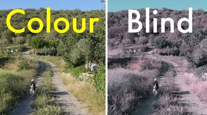 COLOUR BLINDNESS: TYPES AND EXPERIENCES